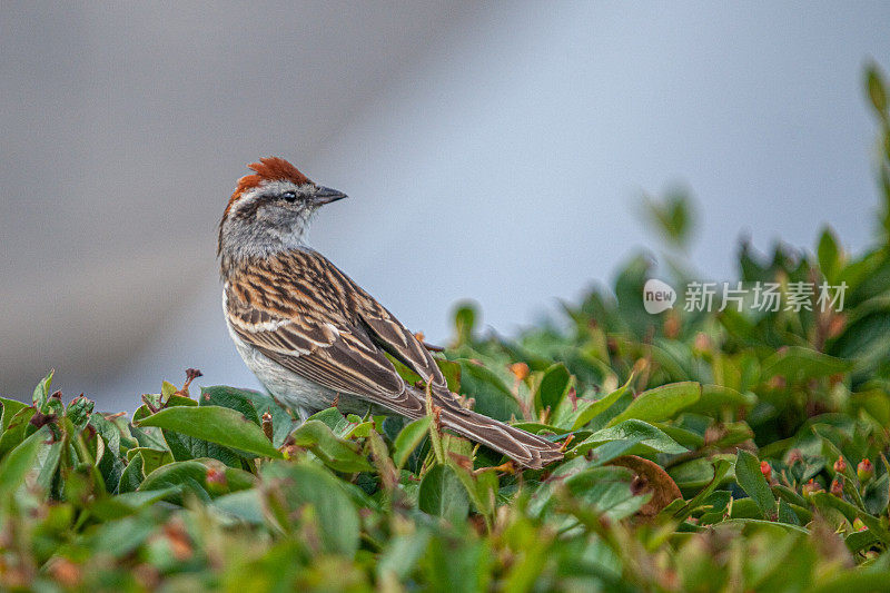 残酷的家庭，(Spizella passerina)，切麻雀。